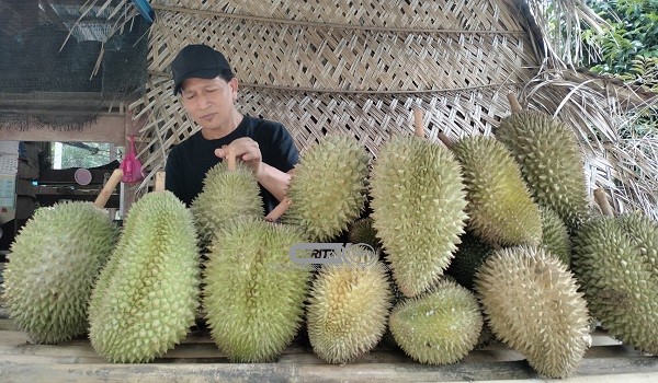 0207 DURIAN KEDAH