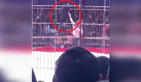 1502 BD BERUANG SARKAS CUBA LARI 2