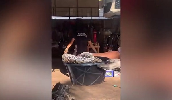 0203 BD BANGKAI ULAR SAWA 2