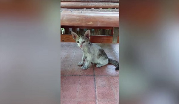 1603 BD THAI KUCING TERSEPIT 3