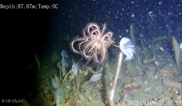 2403 BD SAINTIS JUMPA TERATAI LAUT 2